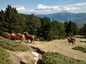 Roaming horses near the Refugio de Malniu