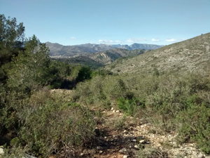 Typical terrain