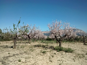 Spring Almond blossom