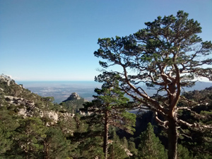 Ridge views