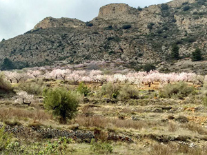 Blossom and ridge