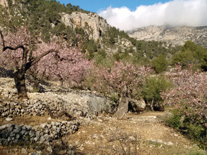 Pinker blossom in March