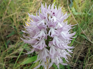 Naked man orchid