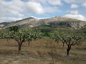 Apple blossom and Garrofer ridge