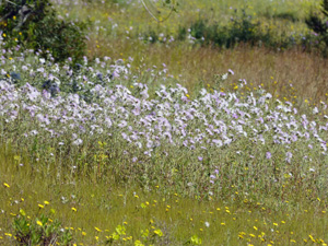 Spring flowers