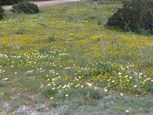 Spring flowers