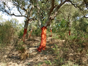 Cork Oak stripped