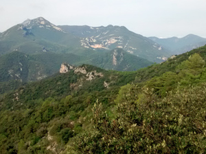 High tree clad hills