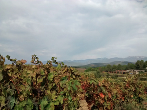 Vines flourish here