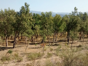 Cork oak woodland