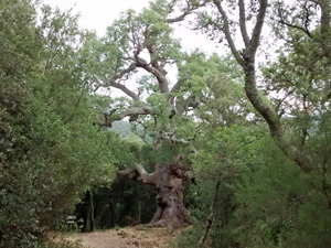 Famous oak tree - signed