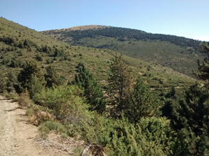First hills