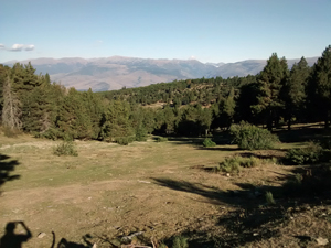 High pastures