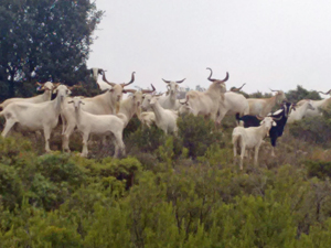 Mountain goat herd
