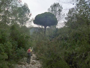 Our distinctive barranco tree