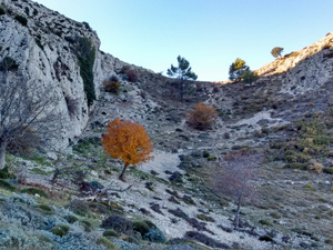 Autumn colours standing out among the rocky terrain