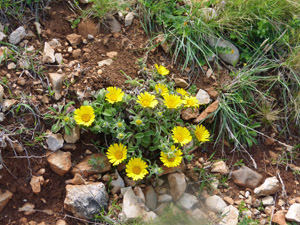Spring flowers abound here
