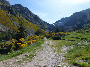 Broom covered valley