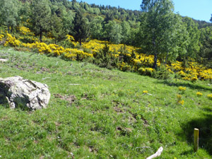 Broom in full flower