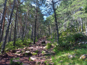 Our wooded track