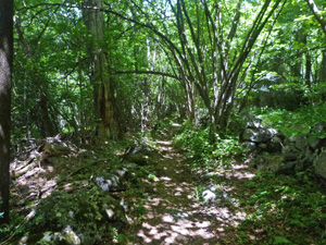 Typical wooded lane below Cerler
