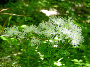 Spring flower
