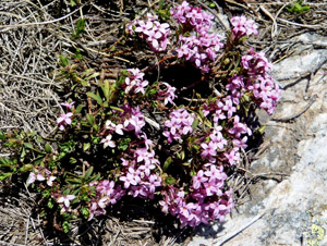 Spring flowers