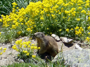 Marmot