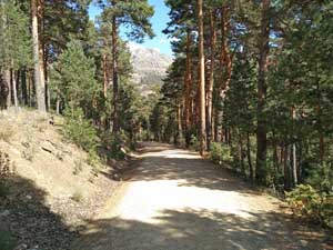 In the woodland on the way to the Mirador
