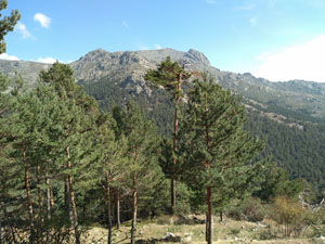 Looking back at Maliciosa