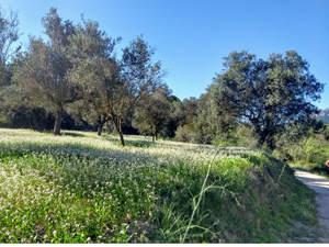 Almond groves