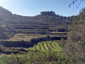 Typical terracing