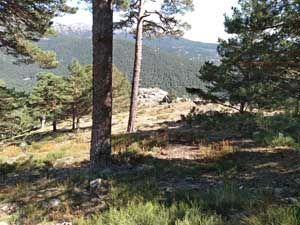 Forest views on ascent