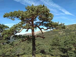 Transient view
