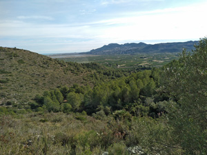 Across Pego marshes