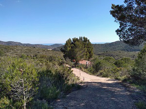 Heading towards pine forest