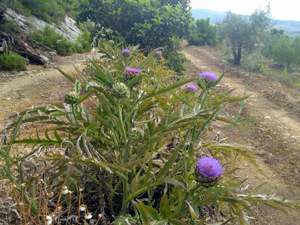 Spring flowers