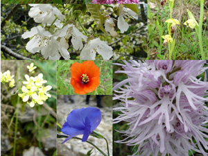 Spring Flowers