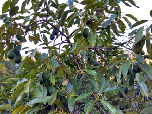 Avocado terraces