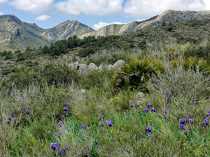 Wild iris with view across to Castell d' Aixa
