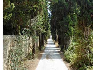 Tree lined avenue