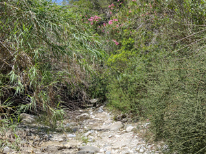 Path down riverbed