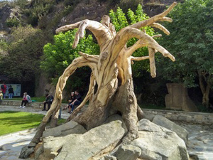 Complicated tree marking the start point