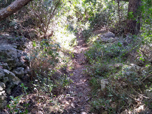 Our wooded footpath