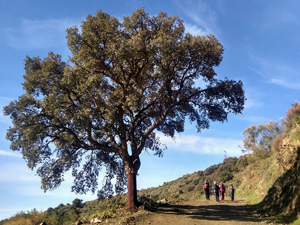 Harvested cork tree