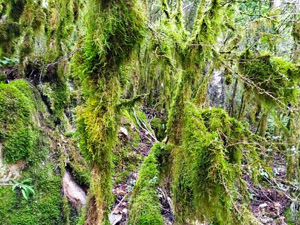 Typical moss laden forest