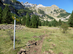 Alpine meadow