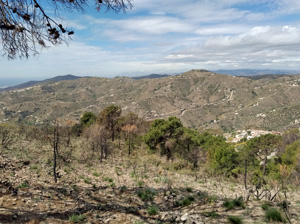 Fire ravaged hillside