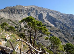 Summit of La Maroma