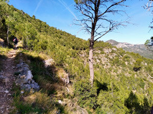 Wooded footpath